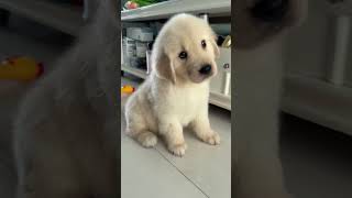 Download lagu This Cute Golden Retriever Puppy Affection Is Next Level mp3