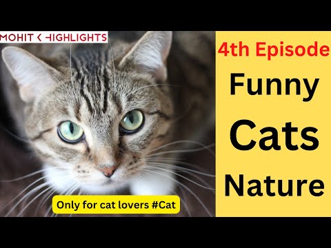 Funny Cat 4th episode II Cat Video II बिल्ली के बारे में II MohitK highlights