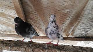 Tipplers Pigeons Shannon Bwoden Mahutian Werf Gordon Hugh’s 2020