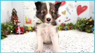 ペットショップCOO&RIKU No00703819(シェットランドシープドッグ)