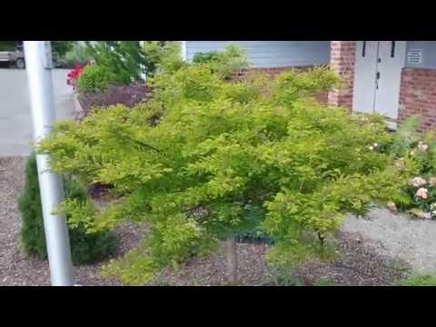 download lagu mp3 mp4 Dwarf Bald Cypress, download lagu Dwarf Bald Cypress gratis, unduh video klip Dwarf Bald Cypress