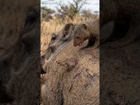 This Mongoose Pulled Out a Giant Tick 😳