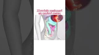 Жүктілік кезінде ең қауіпті кезең
