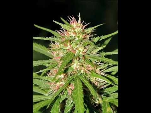 Fatal Discord VS Demoniac Insomniac - One step closer to Infinity