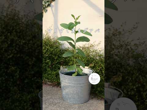 果樹を遅霜から守るにはどうすればよいですか？魔法のヒントとコツ！  庭園