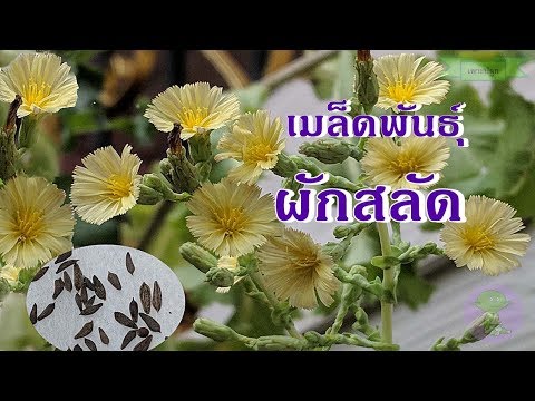 สิ่งที่ถ้าเป็นสมาชิกของขนาดใหญ่และขนาดเล็กช่องคลอด สัญญาณบนค้อนของ ธ อร์