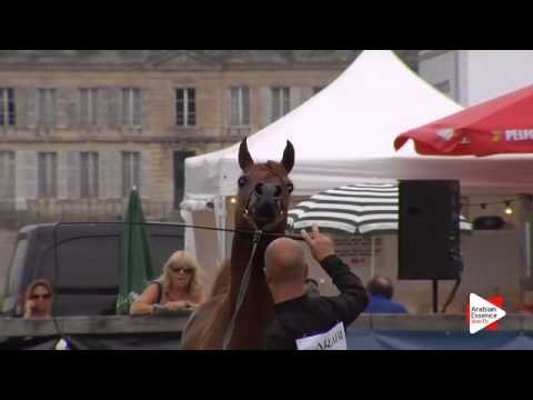 N.96 BV PIGMALION - Chantilly 2015 ABCE - Stallions 5 years old and above (Class 10)