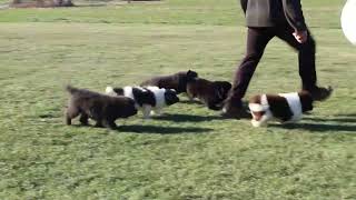 Newfoundland Puppies For Sale