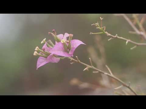 Plant City Bonsai - Pre Spring - 2019