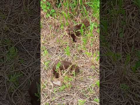 Chiguires En Santa Bárbara Del Zulia #venezuela #santabarbaradelzulia #municipiocolon