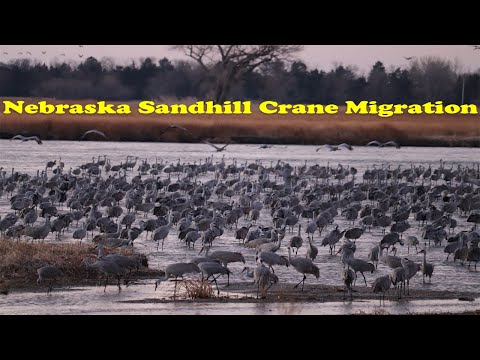 Nebraska Sandhill Crane Road Trip