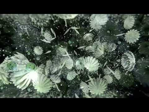 Dj Antonio & Ti - 9 Хризантем