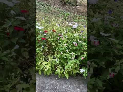 四季折々の低木、あなたにぴったりなのはどれ？成長が早く、一年中開花するもの！  庭園