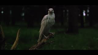 Wardruna, First Flight of the White Raven - Virtual release show, Trailer 1