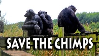 Save the Chimps is a Sanctuary for Air Force and Other Chimpanzees