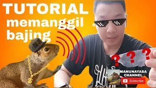 Download lagu TUTORIAL dan Cara memanggil Tupai / Bajing. Cek video berikut gaes.!! mp3