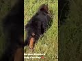 Lutere Ka Lutera Music Love Gsds Dogbreed Pitbull Pistenbully Dogtype Trendingshorts Viarl