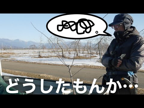 果樹の健康と最高の収穫を確保するにはどうすればよいでしょうか?リンゴの木の剪定はいつ行うべきですか？  庭園