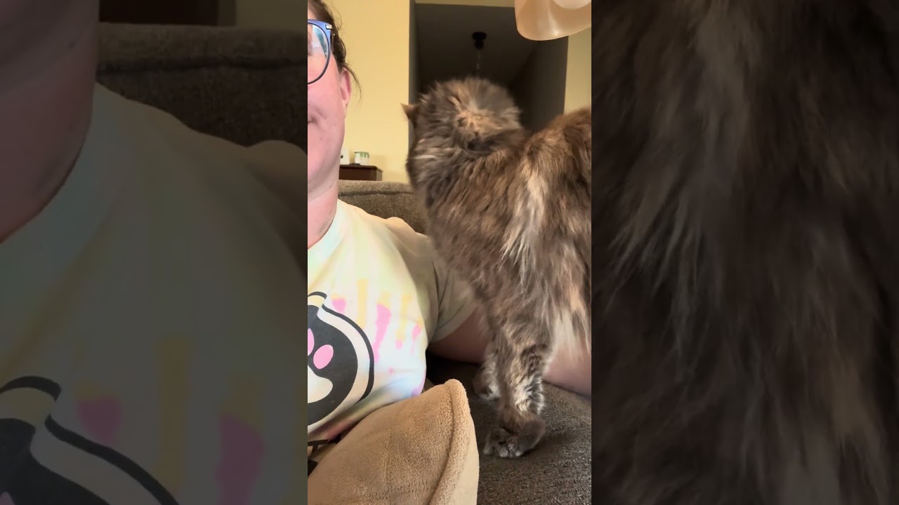 Ellie C6810, a Adoptable Domestic Long Hair in Princeton, MN video 6/6