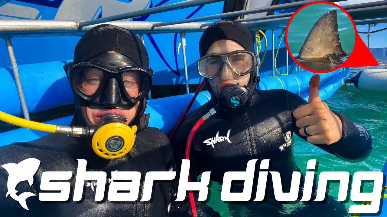 shark cage diving cape town video