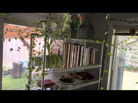 The little plant that could