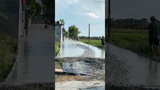 Eenden waggelen door nat cement