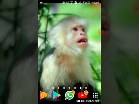 COMO VER A BARACA DO BEIJO COM APLICATIVO TOP SEM NETFLIX!!!!