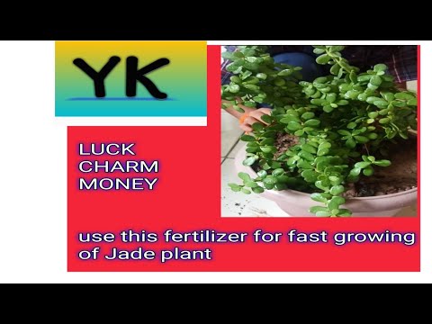 Jade plant care# Good luck #improves air#positivity