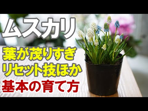 園芸 ムスカリ、赤ネギ、ニンニク、ヘアリーグレープヒヤシンス