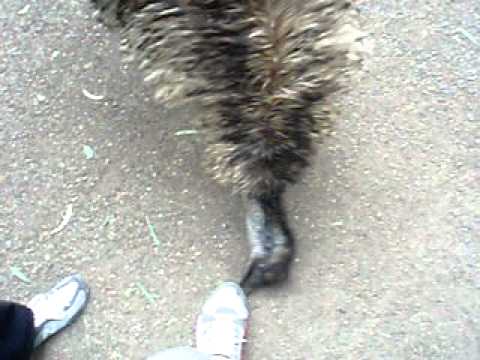 When emus attack - Australia
