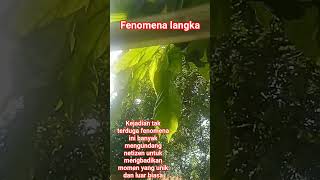 Download lagu fenomena alam mp3 Download lagu fenomena alam mp3