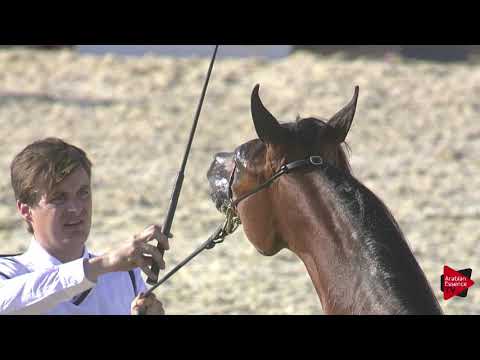 N.16 HANEEN AL JOOD - 2019 Qatar International show - Yearling Fillies (Class 1B)