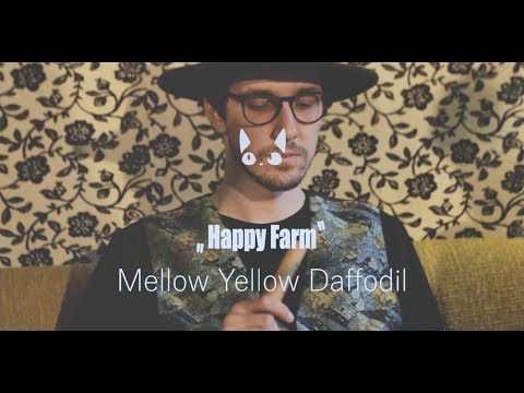 Geltonos Sofos Klubas | Mellow Yellow Daffodil - Happy Farm 2019 05 19