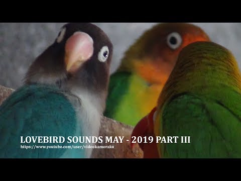 2 HOURS LOVEBIRD SOUNDS - MAY 2019 PART 3