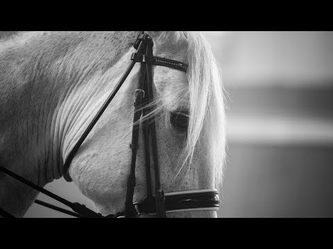 **SOLD**  Expressive and Charming PSG Lusitano [REF#313]