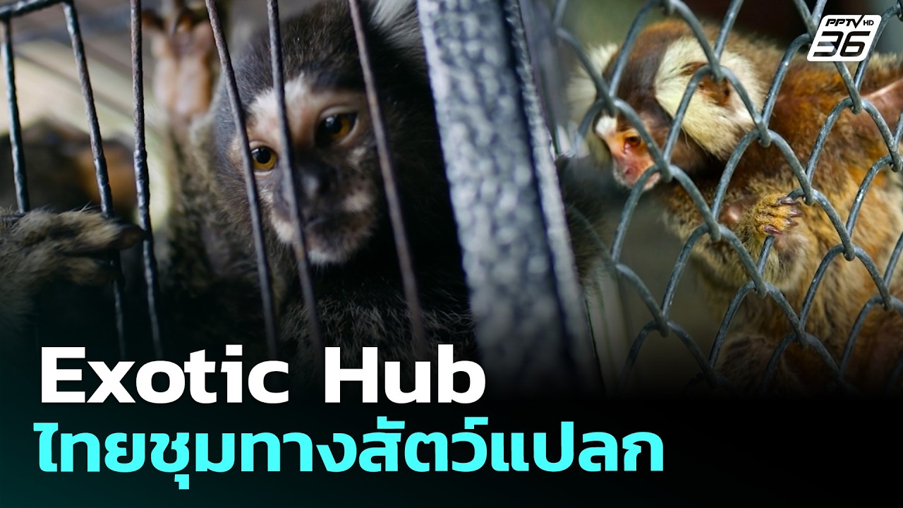 Exotic Hub ไทย ชุมทางสัตว์แปลก | ทันข่าวสุดสัปดาห์ | 26 เม.ย. 69