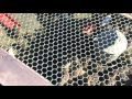 S2 - Duck Chronicles Episode Seven - Freedom is ...