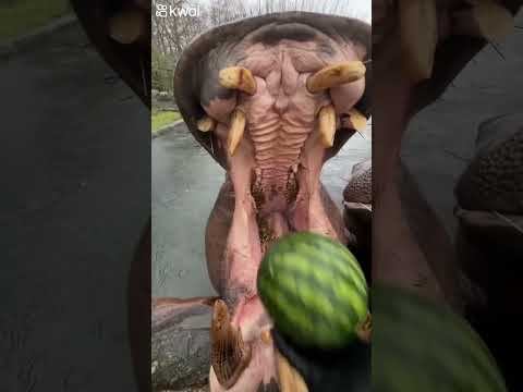Hippo eating watermelon 🍉🦛