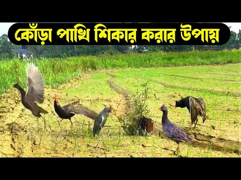 কিভাবে কোঁড়া পাখি শিকার করা যায় | কোড়া পাখি শিকার | কোঁড়া পাখি শিকার করার ফাঁদ | কোড়া পাখি |