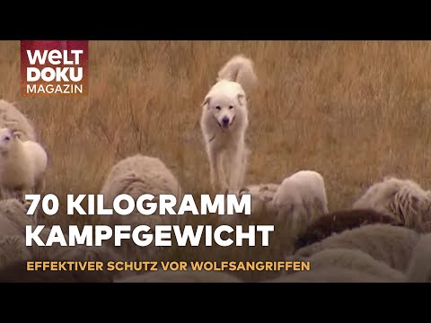 RÜCKKEHR DER PYRENÄENHUNDE: Effektiver Schutz vor Wolfsangriffen gibt Schäfern Hoffnung | Magazin