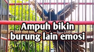 Download lagu Kedasih Hitam gacor ini ampuh bikin burung lain emosi dan ikut terpancing bunyi mp3