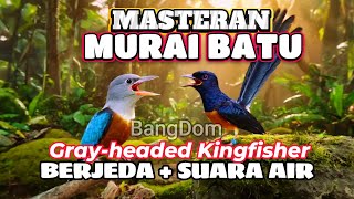 Download lagu Masteran Murai Batu Grey Headed Kingfisher   Suara Air Mengalir mp3