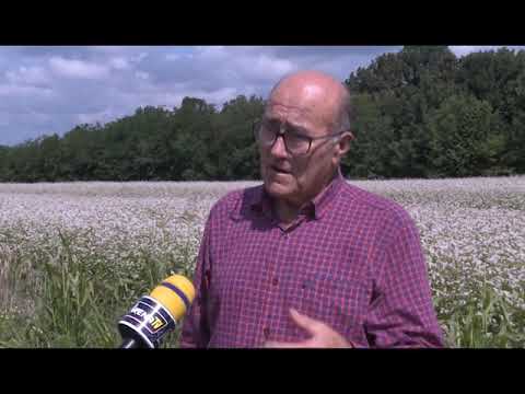 Uzgoj heljde u Semberiji