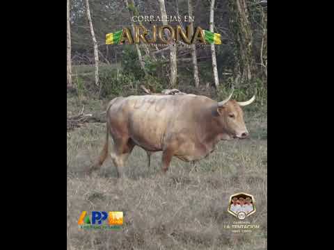 La Tentación para Arjona 2026.