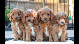 Video preview image #1 Cavapoo (Miniature) Puppy For Sale in LITITZ, PA, USA
