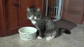 preview picture of video 'The Maine Coon Named Manny 03'