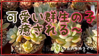 【多肉植物】【ガーデニング】可愛い群生の子　癒される〜