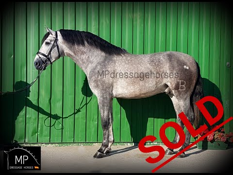 *SOLD* [R#:1869] PRE Stallion 2015 - 1.74 cm.