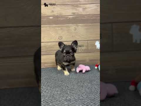 Video 1