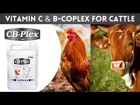 Vitamin c & b complex for cow, cattle, livestock and poultry...